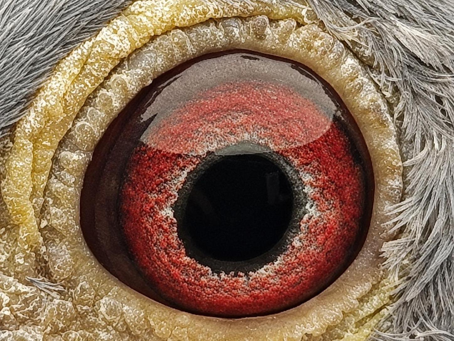 Pigeon eye
